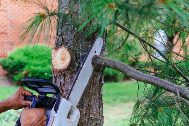 How Our Tree Care Process Works  in San Bernardino, CA